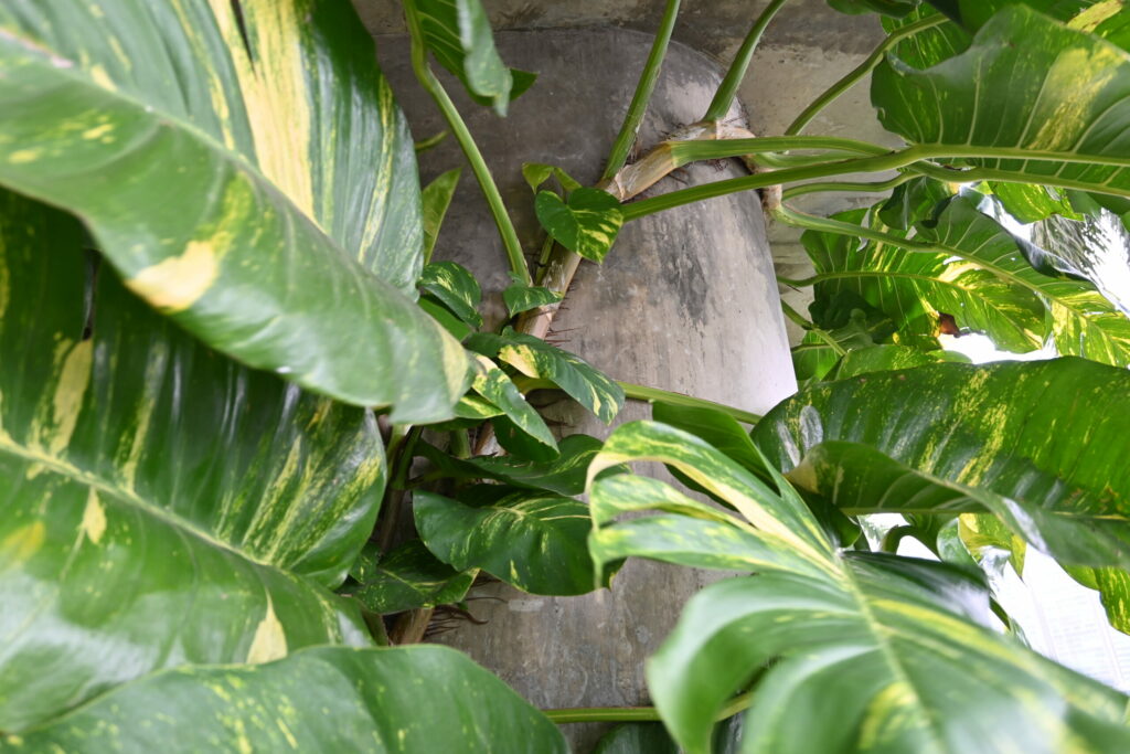 Monstera climbing a pillar