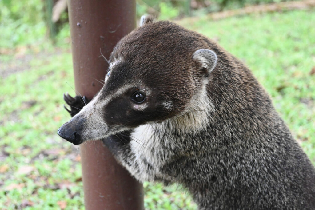 Coatis hanging onto a pole