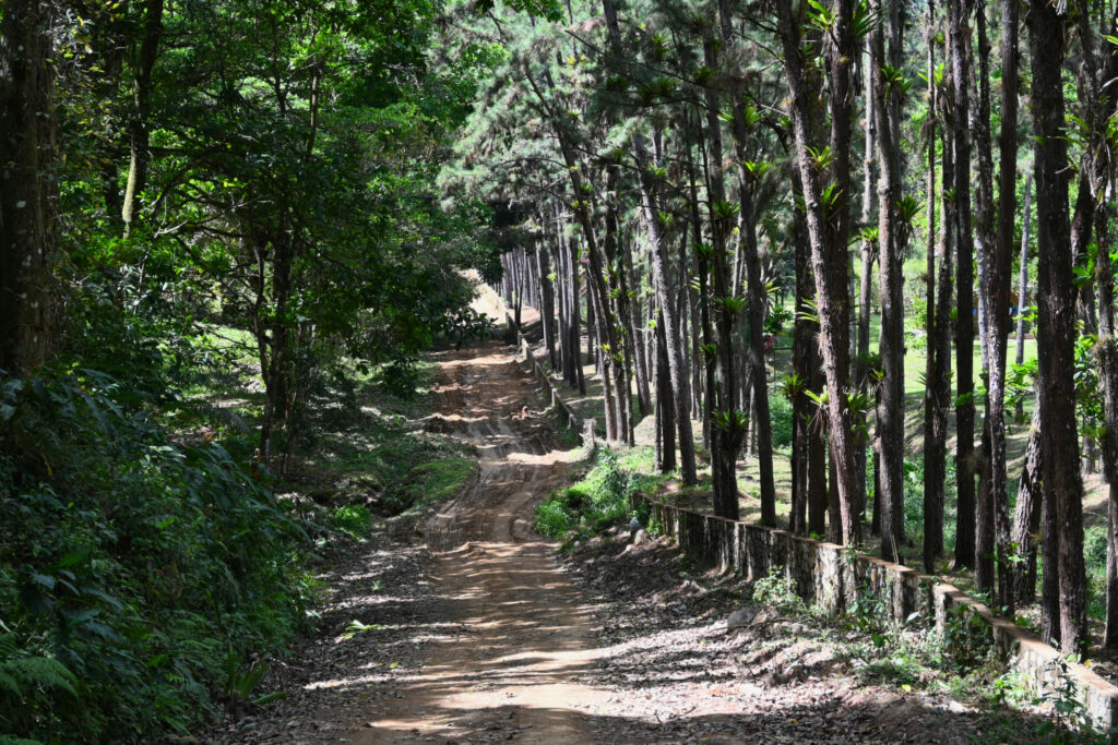 Road with tree line on the right