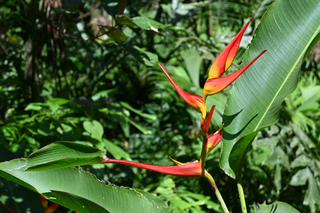 Red flower with thick green in the background