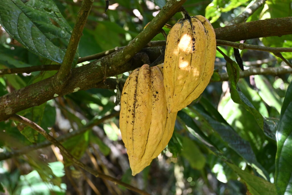 Cocoa plant