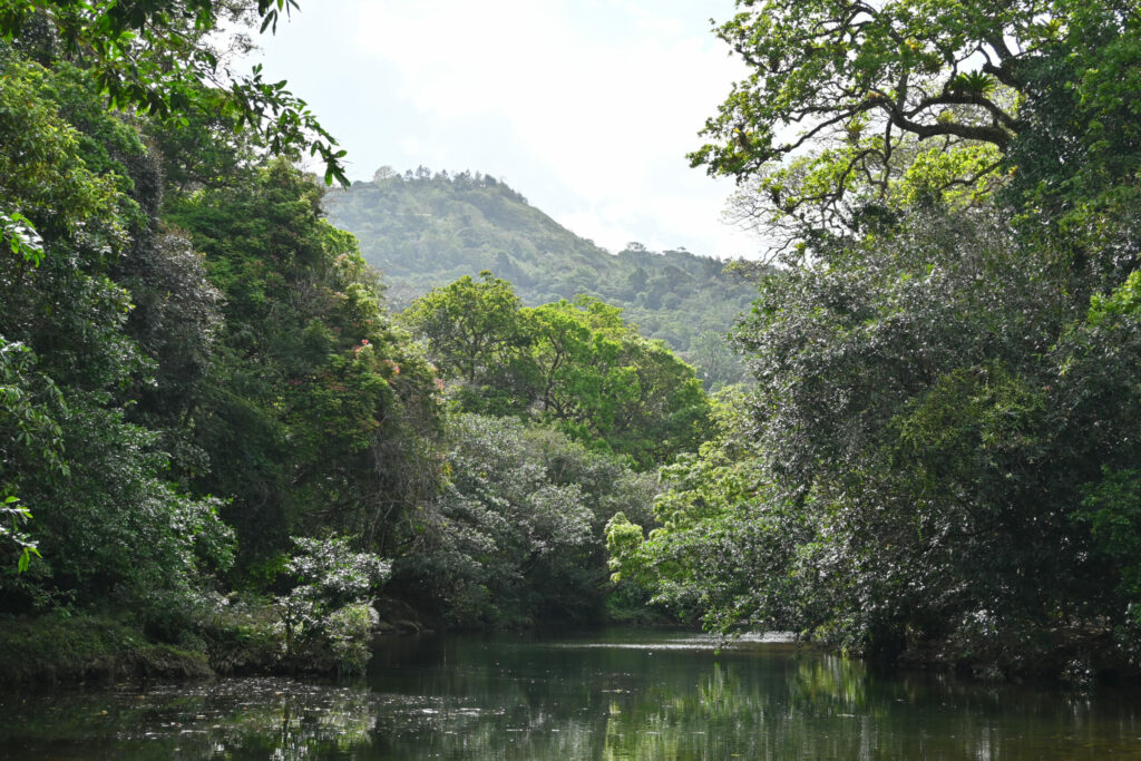 river with green in the background