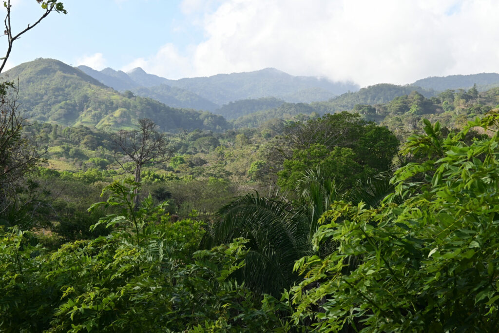 Green trees with mountains in the background