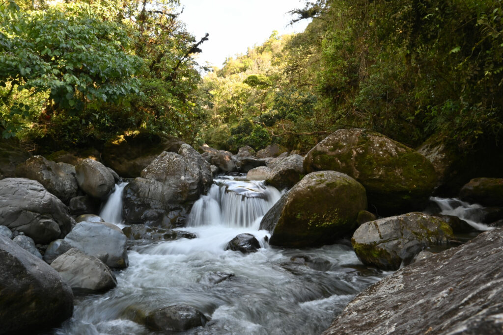 River surrounded by trees