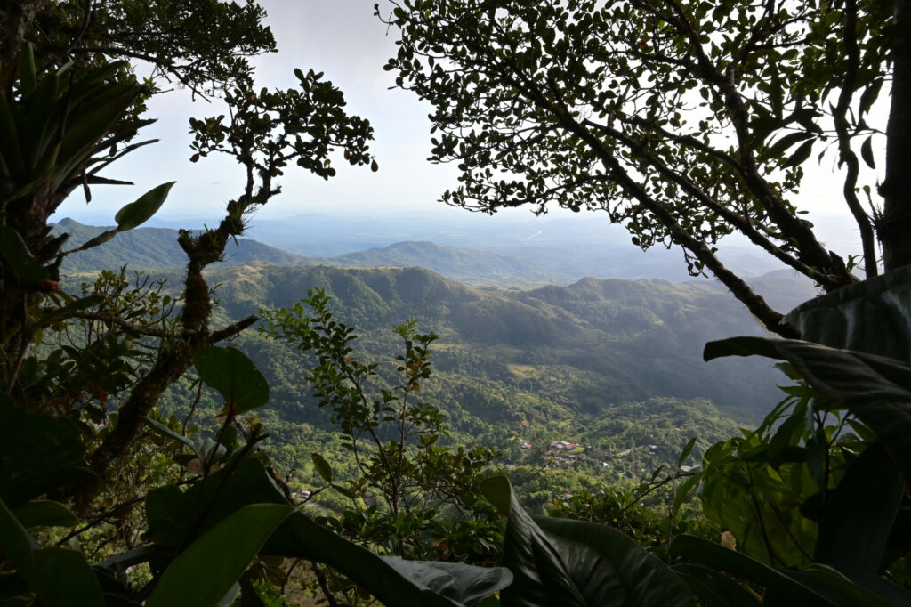 Green valley with trees in the foreground