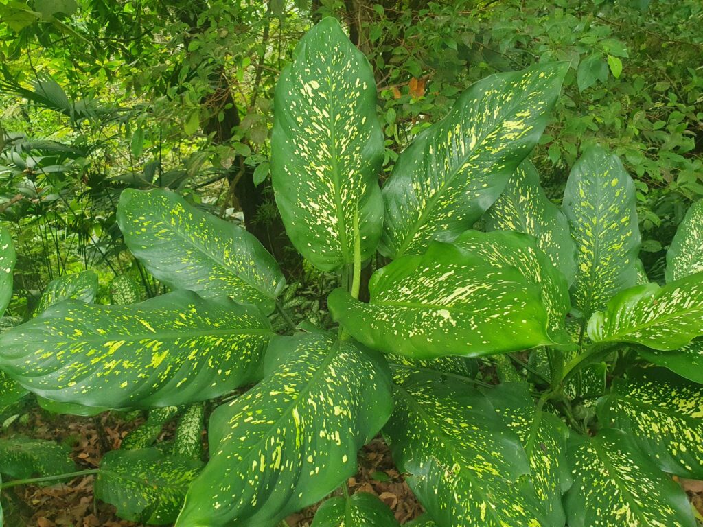 green plant