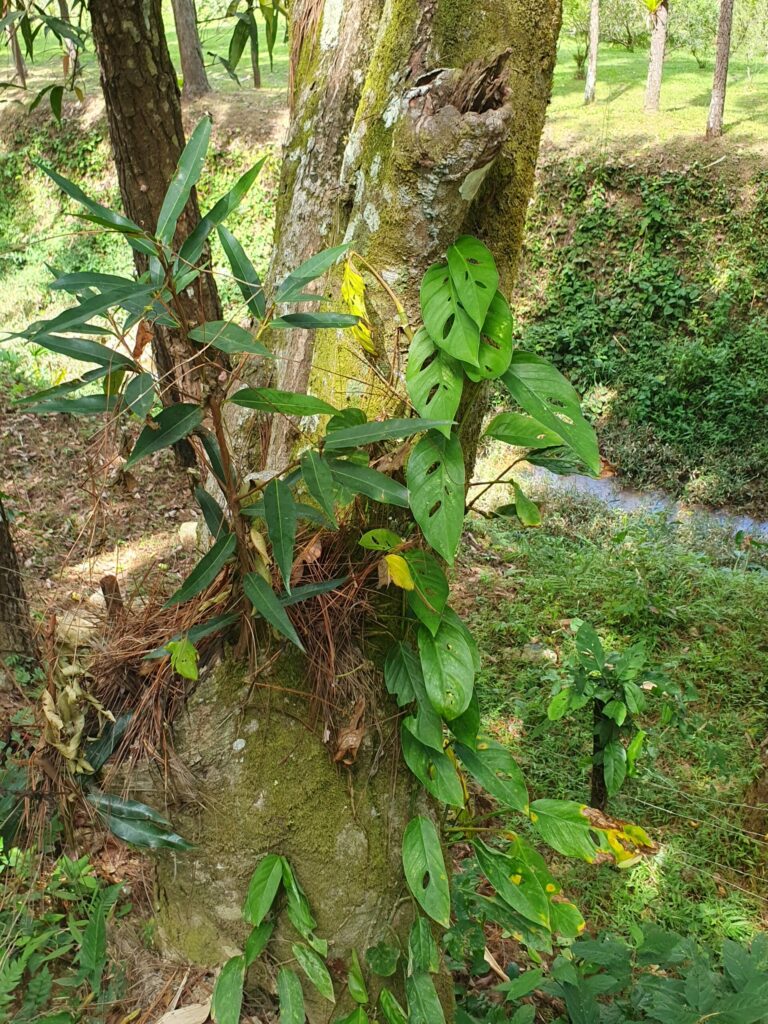 monstera kind plant