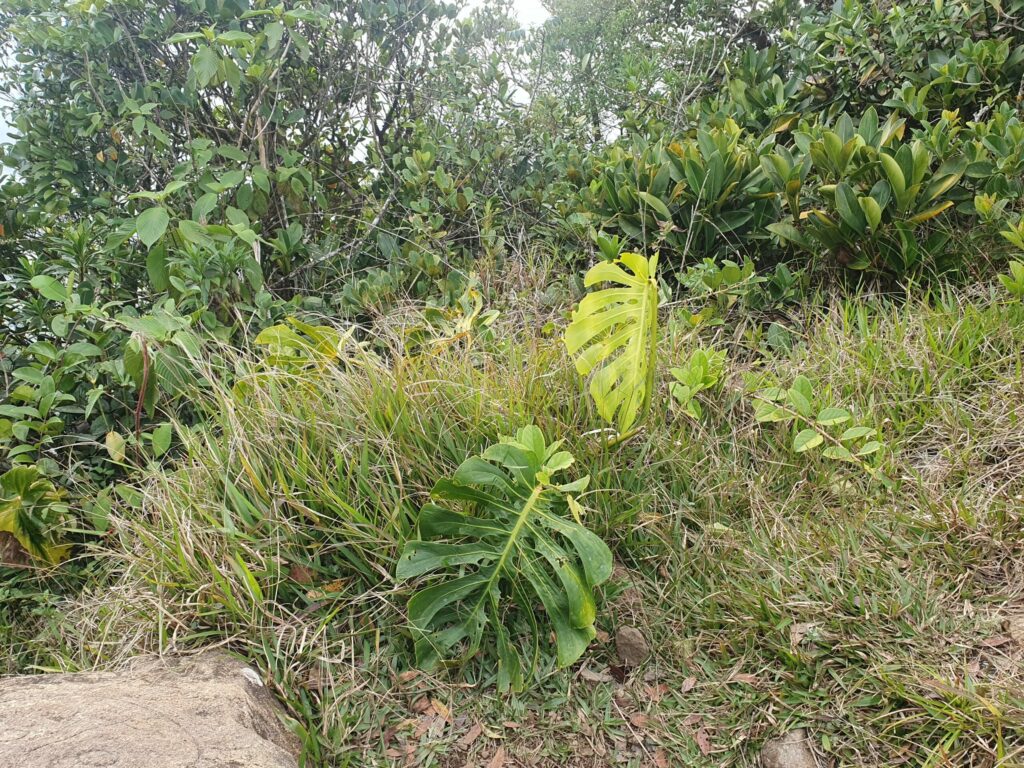 Monstera plant 