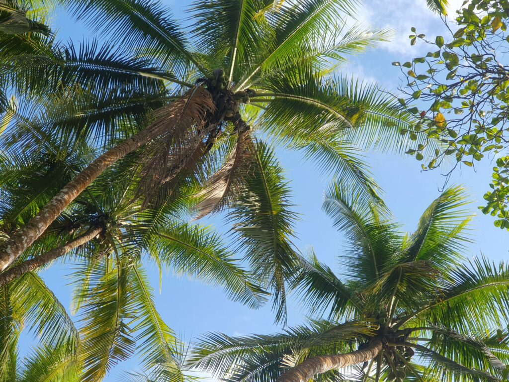 Coconut palm trees