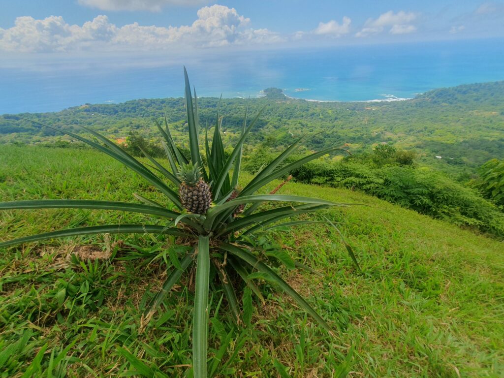 Wild ananas plant, a coast in the background