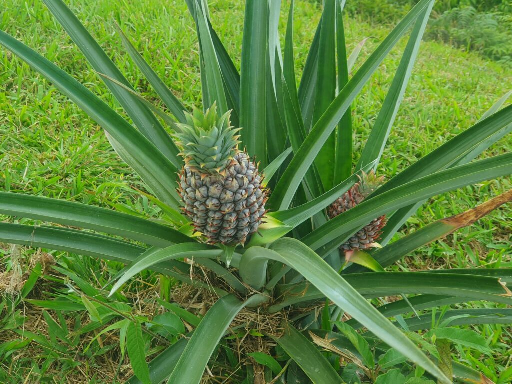 a wild ananas plant