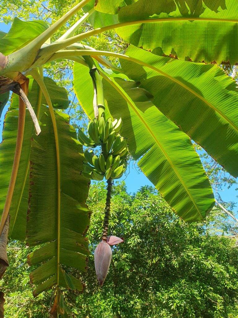 Banana plant