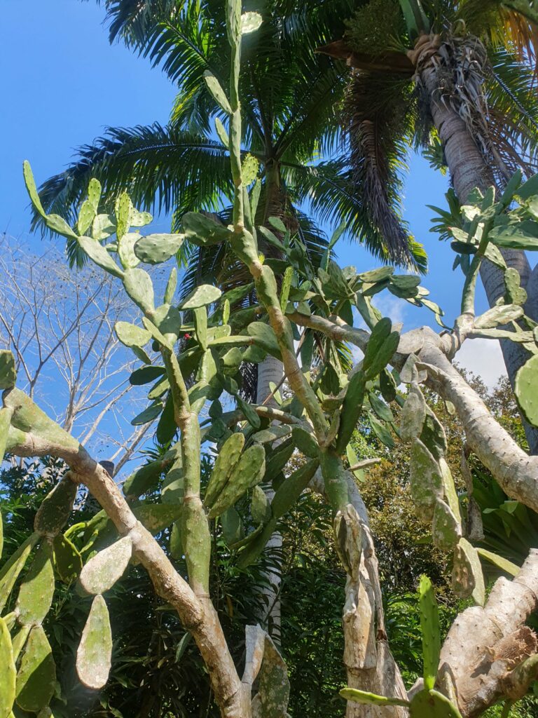 Catus plant