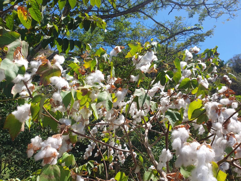 Cotton plant