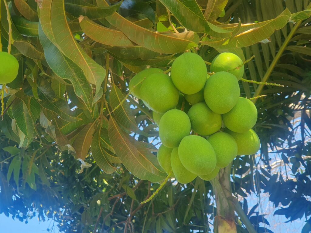 Mango plant