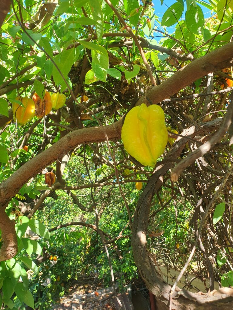 Starfruit plant closeup