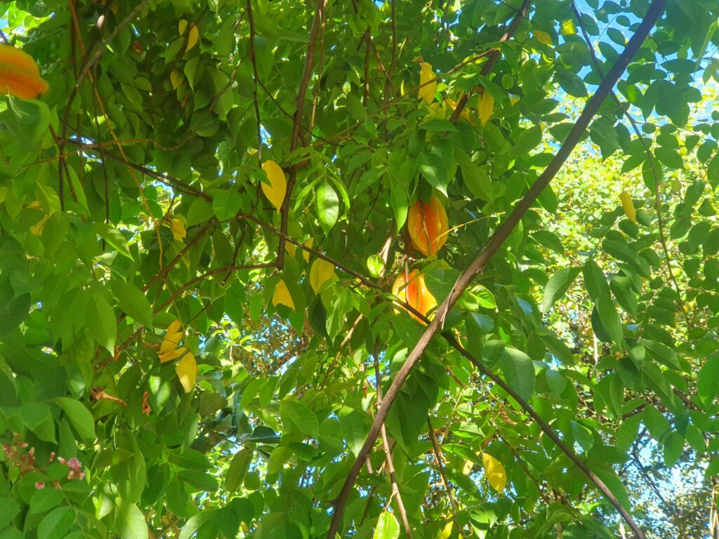 Starfruit plant 