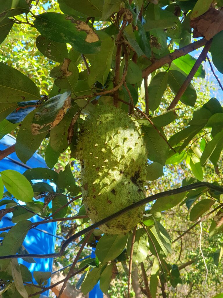 Guanabana plant