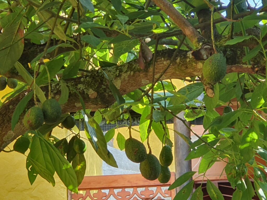 Avocado plant closeup