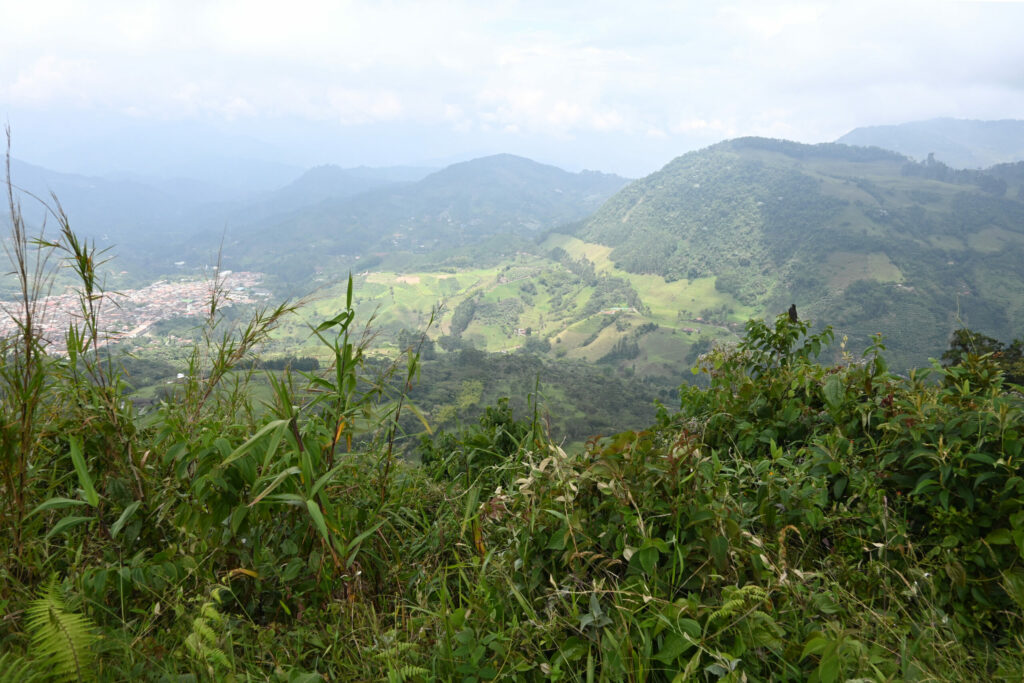 Weeds in the foregorund, mountains in the background