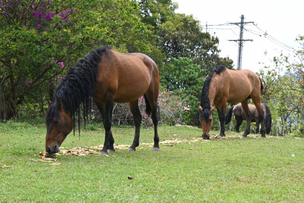 Three horses eating on a green field