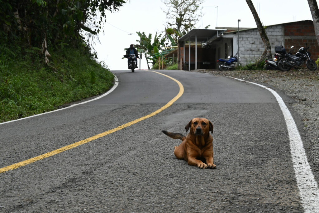 Dog sitting on the street with small buildings in the background