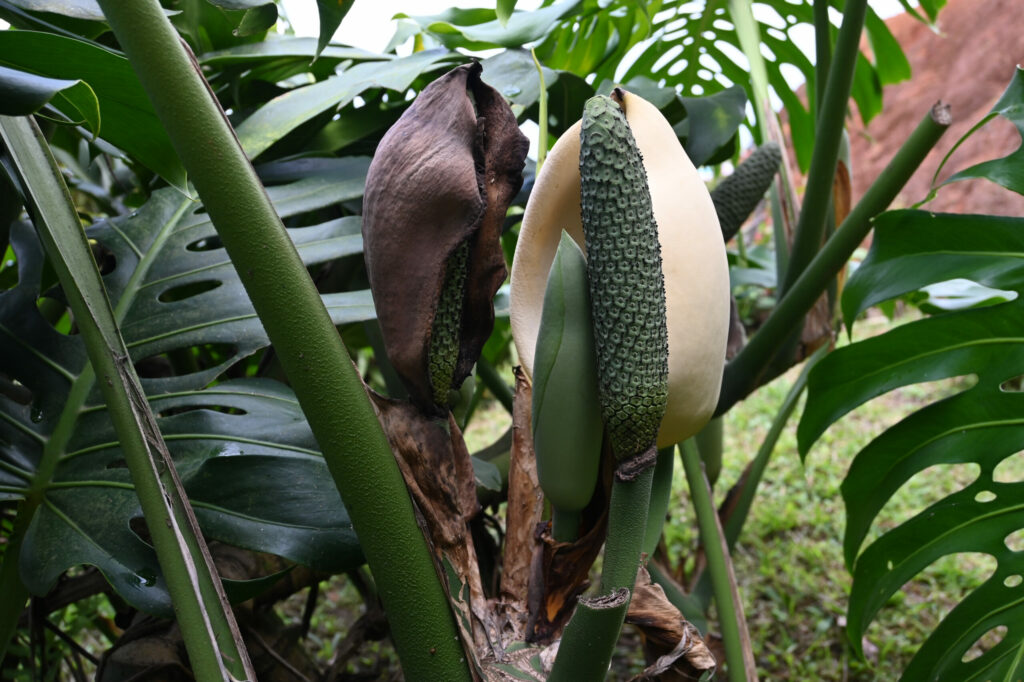 Interesting plant in front of green lush