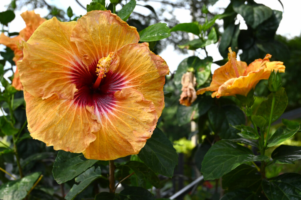 Yellow flower in front of green lush