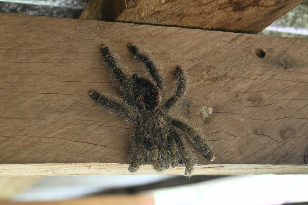 Tarantula spider