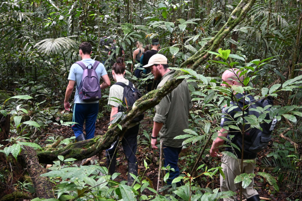 People walking through the jungle