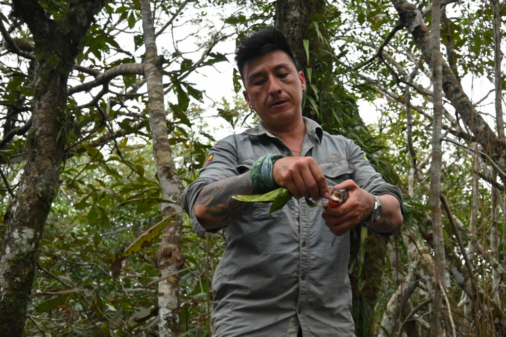 A person with a Piranha in his hands demonstrating the sharpness of its teeth