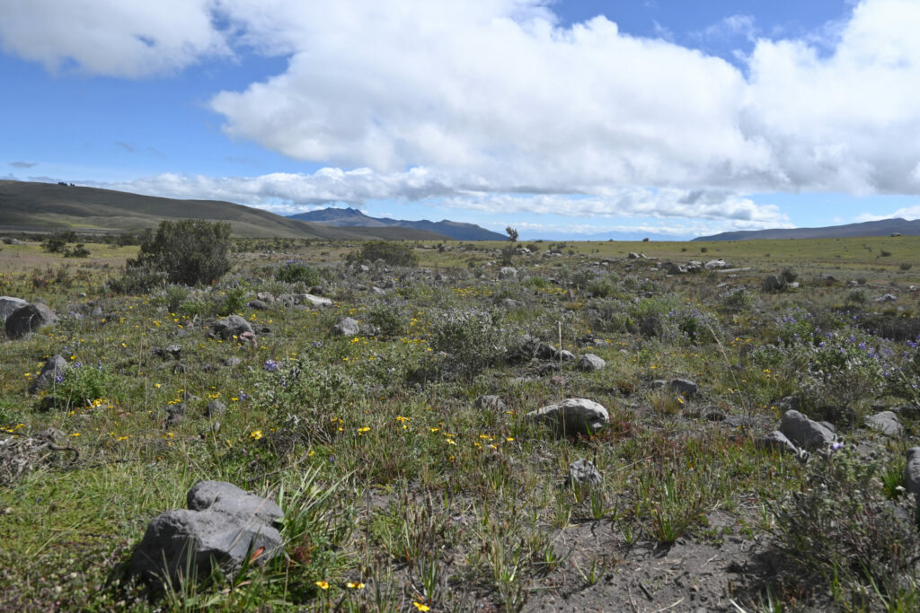 Grren fields with rocks and flowers