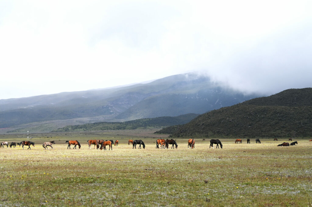 horses in front of the volcano mountain