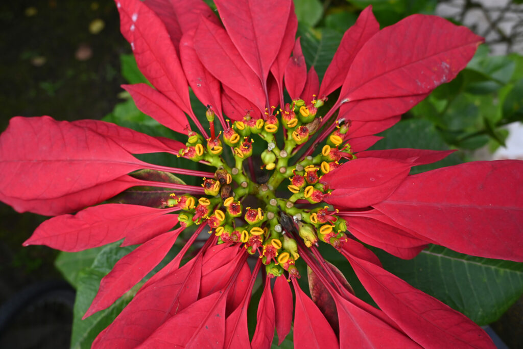 Red flower