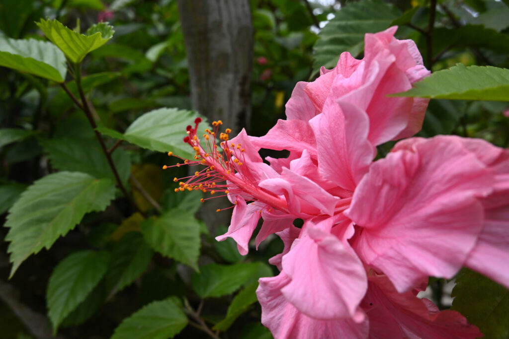 Pink flower