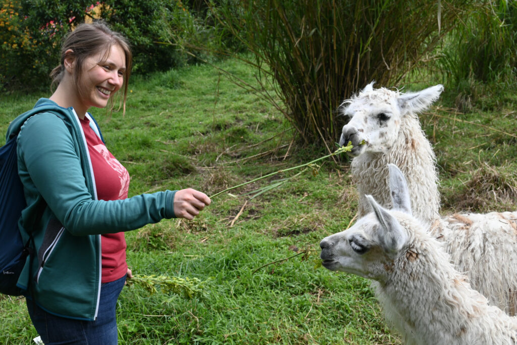 Happy women feeding white lamas